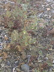 Cristaria dissecta