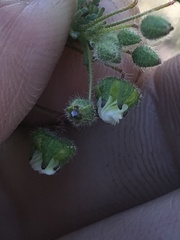 Cristaria dissecta
