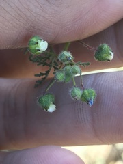Cristaria dissecta