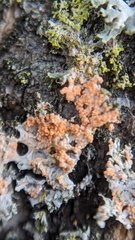 Erythricium aurantiacum