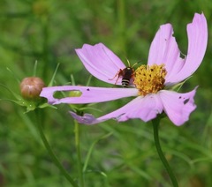 Ichneumon ambulatorius