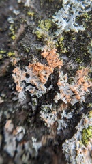 Erythricium aurantiacum