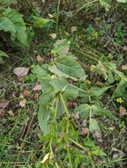 Silphium perfoliatum