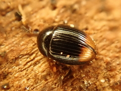 Cercyon ustulatus