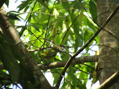 Euphonia hirundinacea