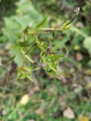 Silphium perfoliatum