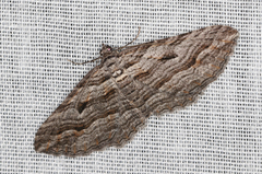 Chrysolarentia severata
