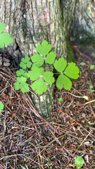 Aquilegia canadensis