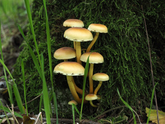 Hypholoma fasciculare