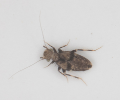 Echmepteryx