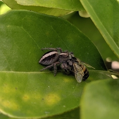 Megafreya sutrix