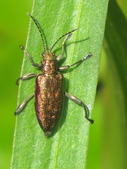 Donacia marginata