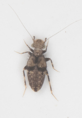 Echmepteryx