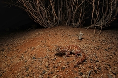 Chondrodactylus angulifer