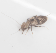 Echmepteryx