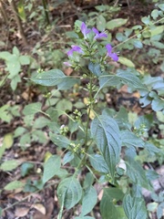 Dicliptera brachiata