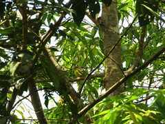 Euphonia hirundinacea
