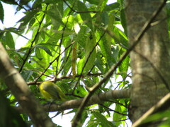 Euphonia hirundinacea