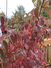 Cornus sanguinea