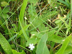 Stellaria graminea