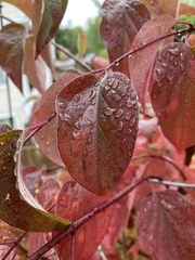 Cornus sanguinea