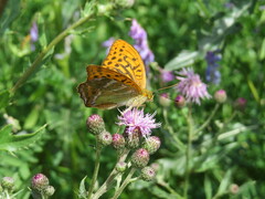 Argynnis paphia