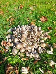 Coprinopsis romagnesiana