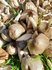 Coprinopsis romagnesiana