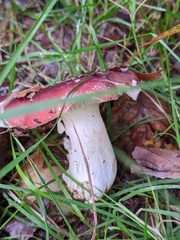 Russula atropurpurea