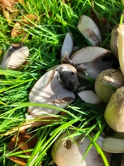 Coprinopsis romagnesiana