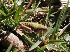 Cophopodisma pyrenaea