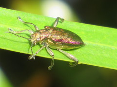 Donacia marginata