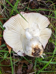 Russula atropurpurea
