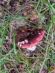 Russula atropurpurea