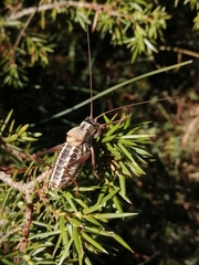 Sorapagus catalaunicus