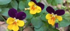 Viola