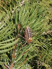 Sorapagus catalaunicus