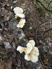 Pleurotus