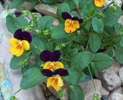 Viola