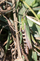 Omocestus viridulus