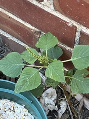 Amaranthus