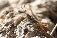 Chorthippus biguttulus