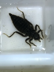 Gomphidae