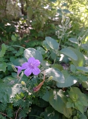 Ruellia occidentalis