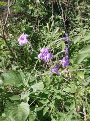Ruellia occidentalis