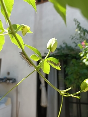 Heliconius charithonia