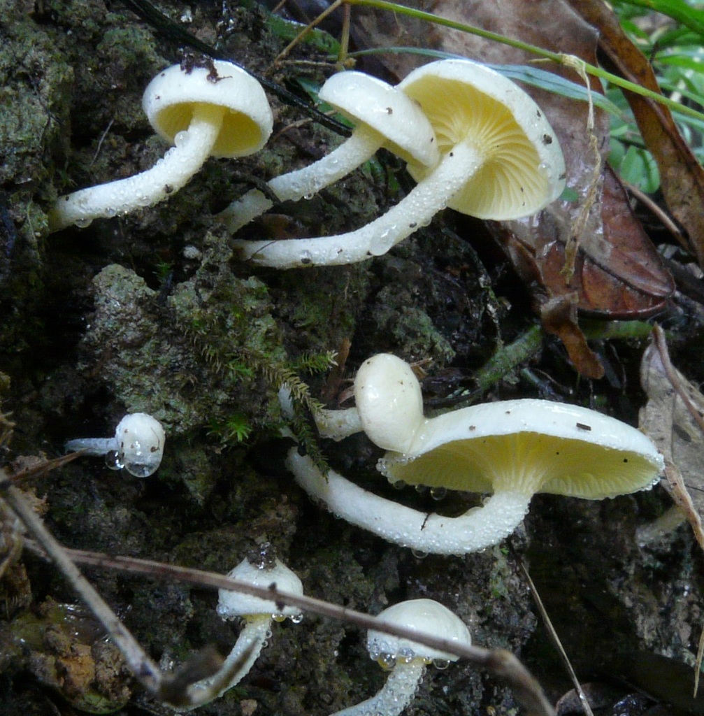 Hygrophorus involutus