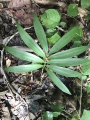 Zamia prasina