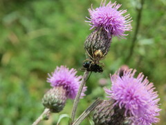 Philodromus aureolus