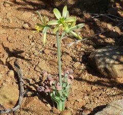 Albuca concordiana